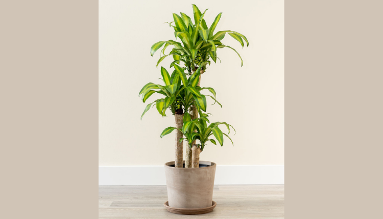 एयर प्यूरीफाइंग पौधे (Air Purifying Plants): कॉर्न प्लांट