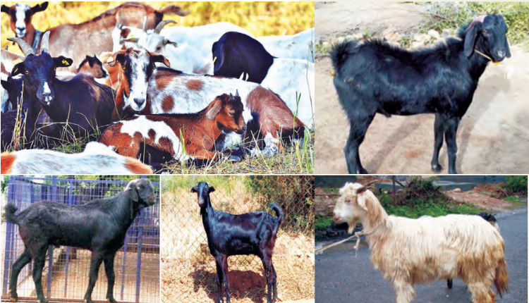 बकरी पालन (Goat Farming): बकरियों की 8 नयी नस्लें रजिस्टर्ड