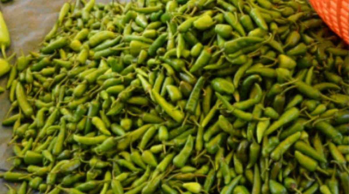 Green Chilli हरी मिर्च की खेती 7