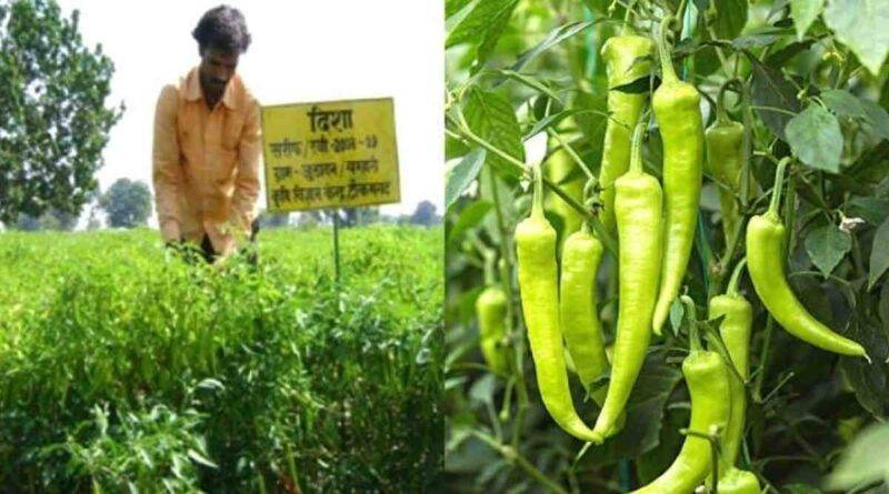 Green Chilli हरी मिर्च की खेती