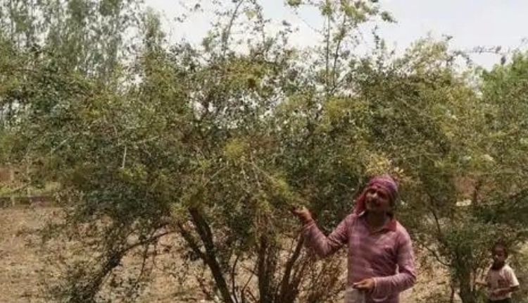 Henna Farming : Excellent commercial crop of infertile and rainfed farms, earning a lot of money year after year at low cost