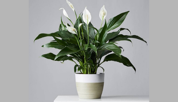 एयर प्यूरीफाइंग पौधे (Air Purifying Plants):