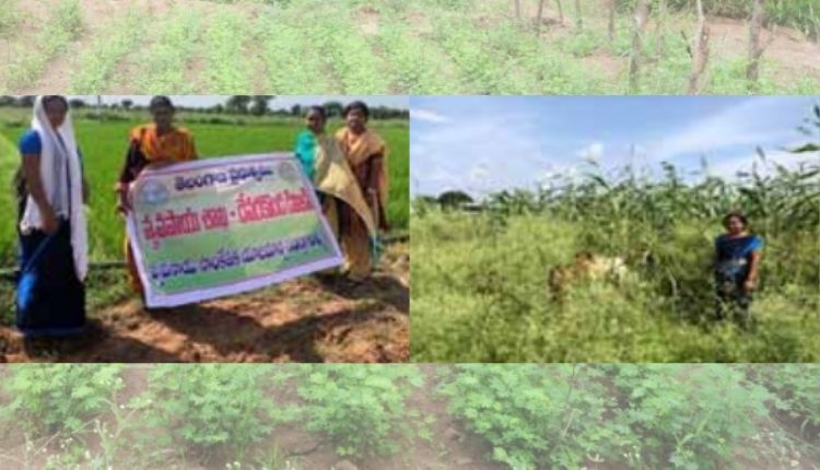 Telangana woman agriculture business कृषि व्यवसाय