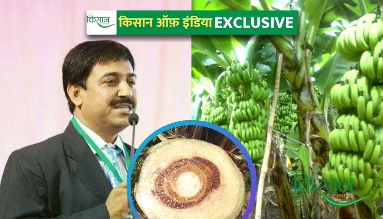 केले की खेती (Banana Cultivation) panama wilt banana disease