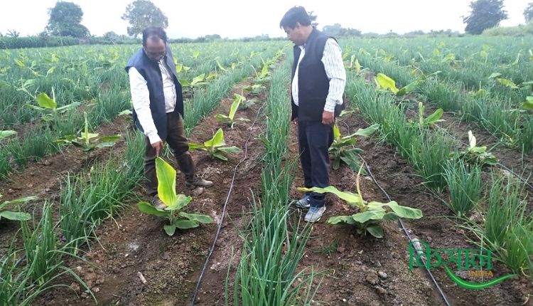 केले की खेती (Banana Cultivation) panama wilt banana disease