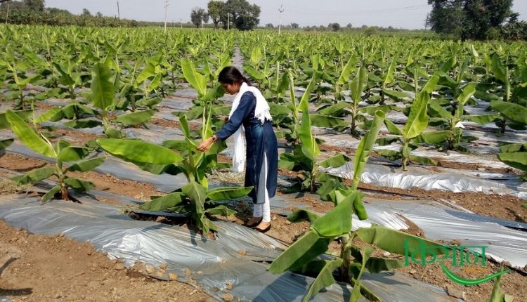 केले की खेती (Banana Cultivation) panama wilt banana disease