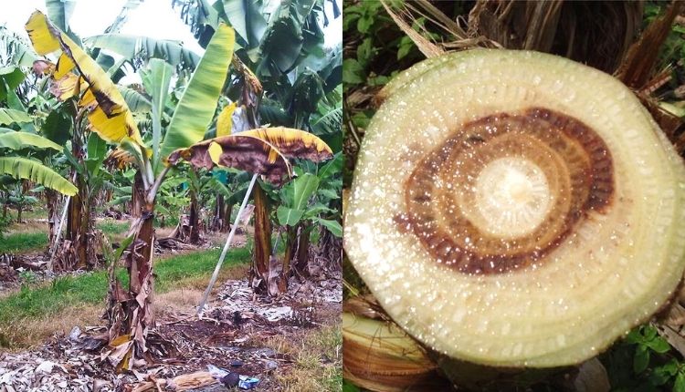 केले की खेती (Banana Cultivation) panama wilt banana disease