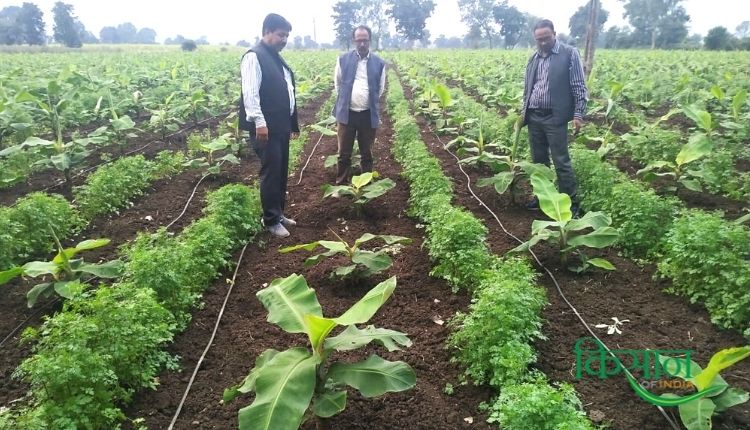 केले की खेती (Banana Cultivation) panama wilt banana disease