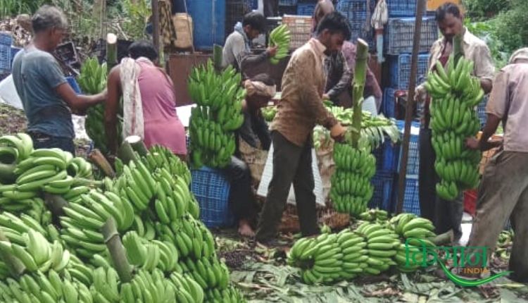 केले की खेती (Banana Cultivation) panama wilt banana disease