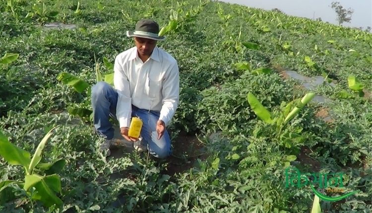 केले की खेती (Banana Cultivation) panama wilt banana disease