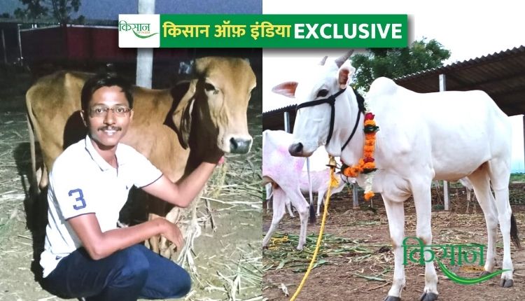 देसी गाय महाराष्ट्र खिल्लारी नस्ल desi cow in natural farming