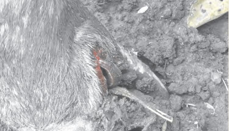 जोंक पशुओं पर हमला leech attack on animals