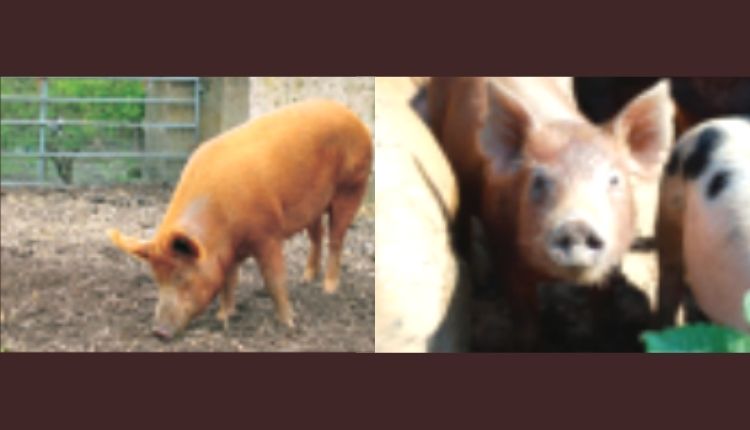 सूअर पालन pig farming 