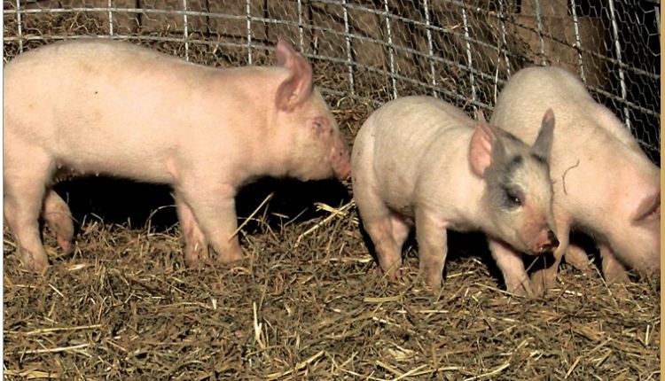 Know how pig farming changed the livelihood of poor village