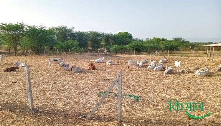 देसी गाय महाराष्ट्र खिल्लारी नस्ल desi cow in natural farming