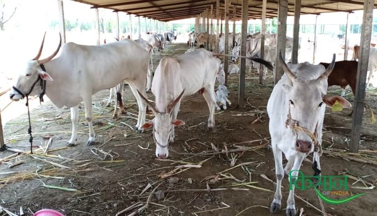 देसी गाय महाराष्ट्र खिल्लारी नस्ल desi cow in natural farming