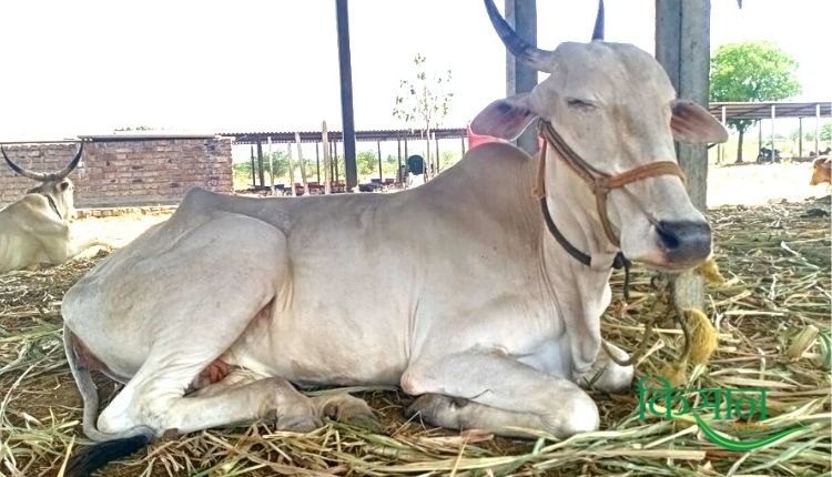देसी गाय महाराष्ट्र खिल्लारी नस्ल desi cow in natural farming