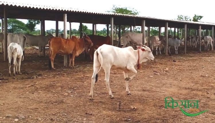 देसी गाय महाराष्ट्र खिल्लारी नस्ल desi cow in natural farming