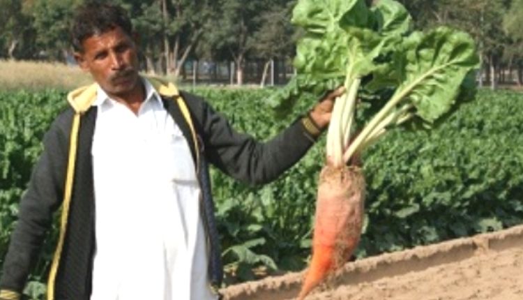 चारा चुकन्दर की खेती chara beetroot farming