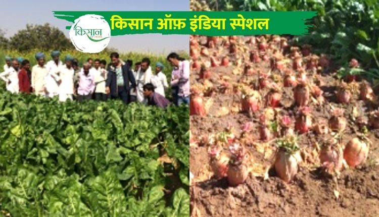 चारा चुकन्दर की खेती chara beetroot farming