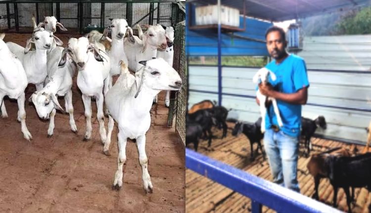 goat farming andaman बकरी पालन अंडमान