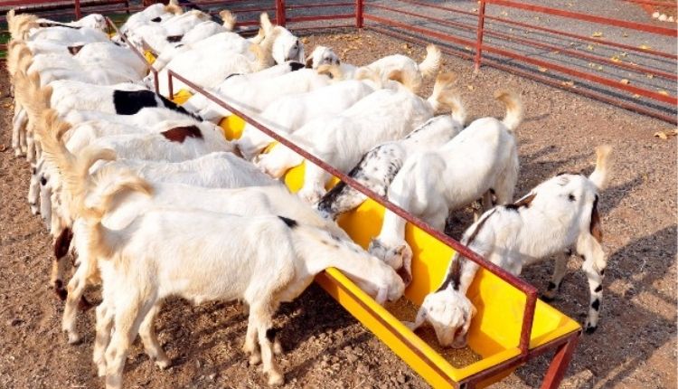 goat rearing
