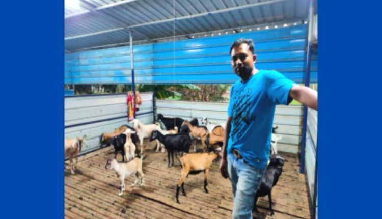 goat rearing
