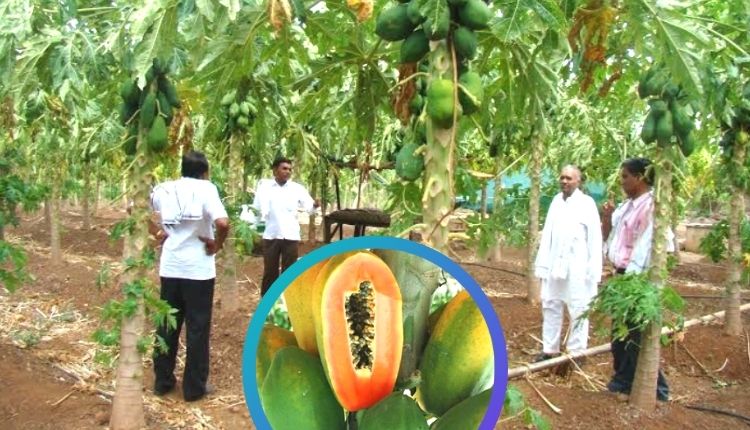 मध्य प्रदेश पपीते की खेती madhya pradesh papaya cultivation