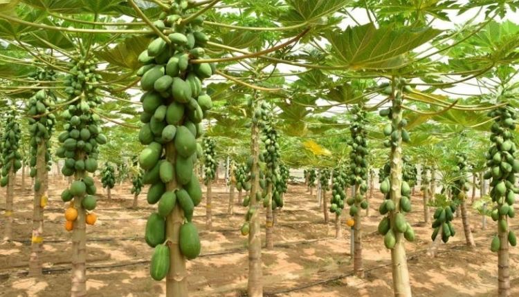 मध्य प्रदेश पपीते की खेती madhya pradesh papaya cultivation