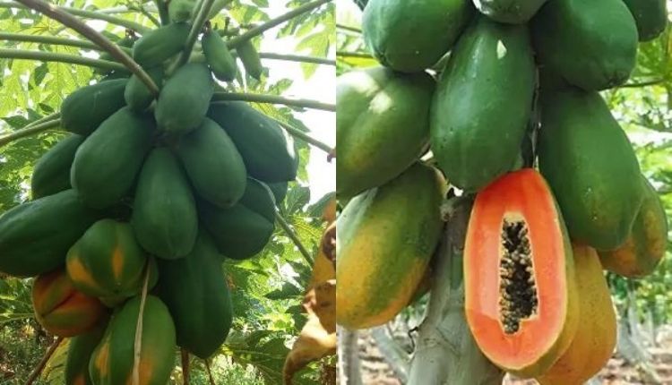 मध्य प्रदेश पपीते की खेती madhya pradesh papaya cultivation