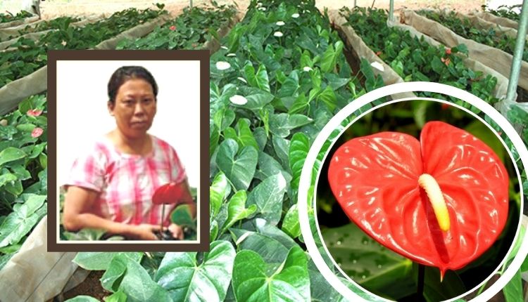 Anthurium Flowers एंथुरियम फूल की खेती