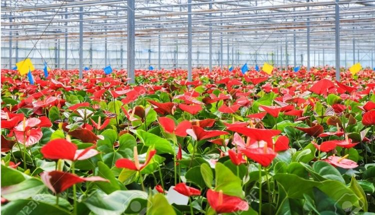 Anthurium Flowers एंथुरियम फूल की खेती