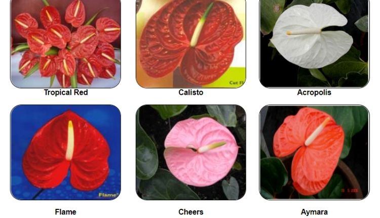 Anthurium Flowers एंथुरियम फूल की खेती