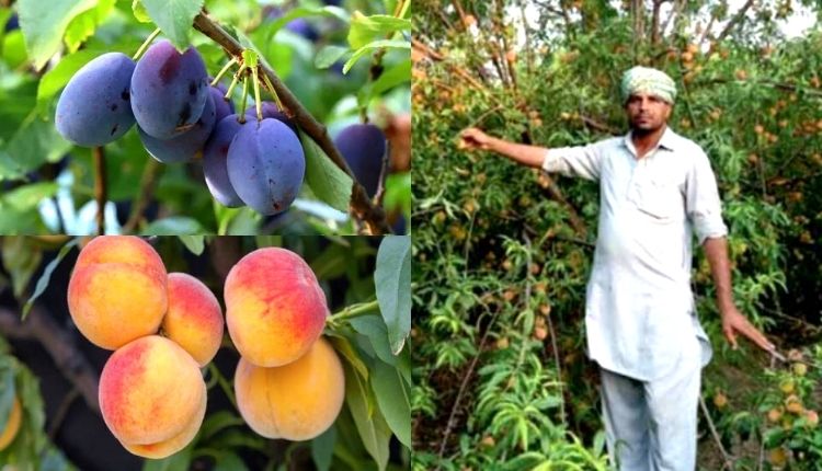 बागवानी फसलों की खेती fruits cultivation horticulture crops