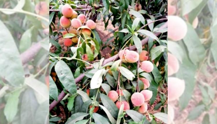 Horticulture