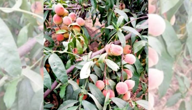 बागवानी फसलों की खेती fruits cultivation horticulture crops