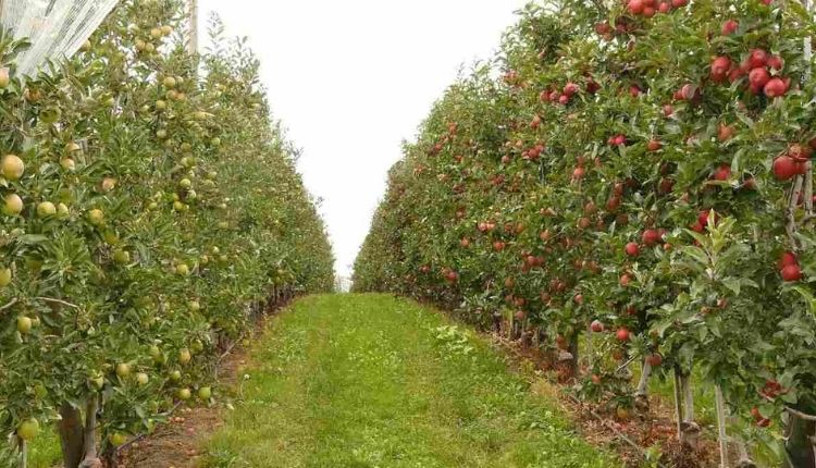 Horticulture