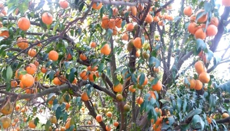 बागवानी फसलों की खेती fruits cultivation horticulture crops