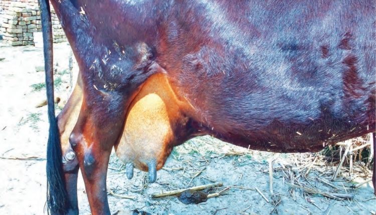 गाय में थनैला रोग (Mastitis disease in cows
