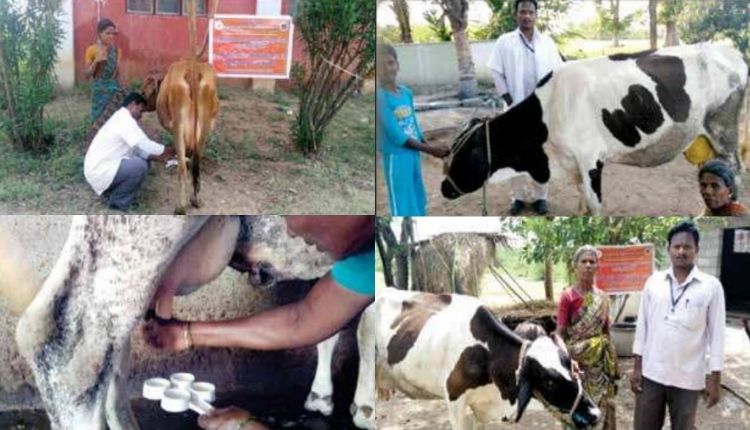 गाय में थनैला रोग (Mastitis disease in cows