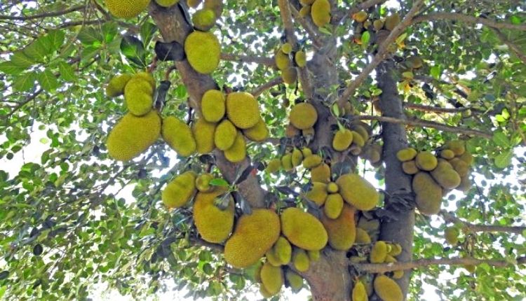 Jackfruit: कटहल की खेती