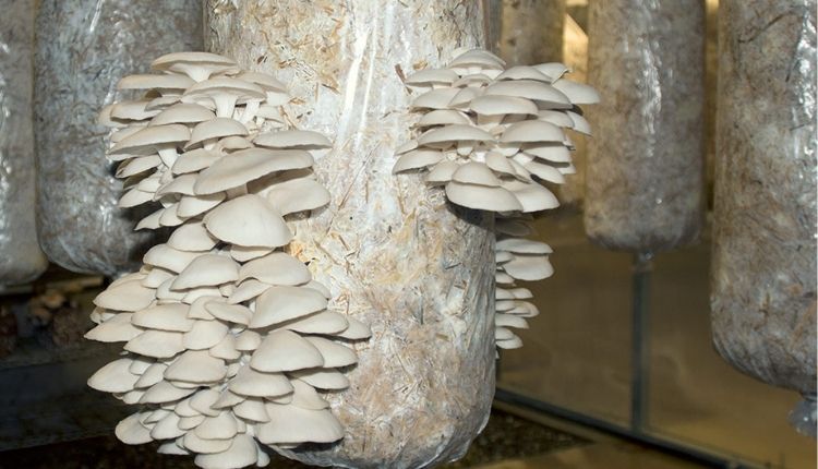 Mushroom Farming