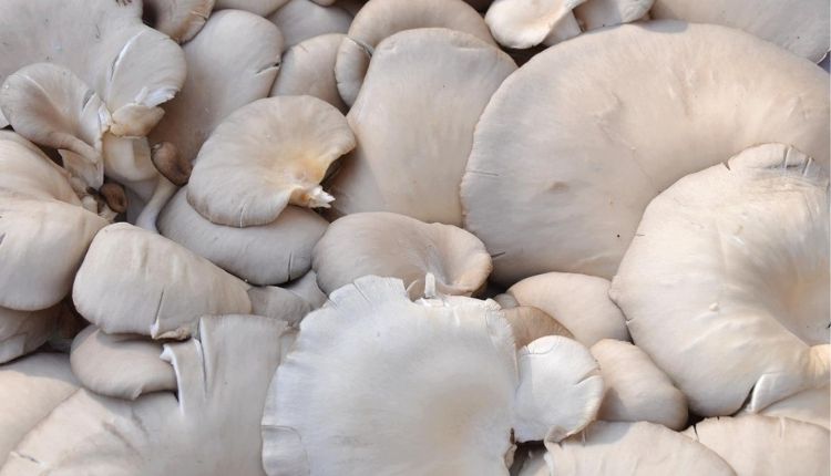 Mushroom Farming