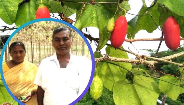 कुंदरू की खेती (Ivy Gourd)