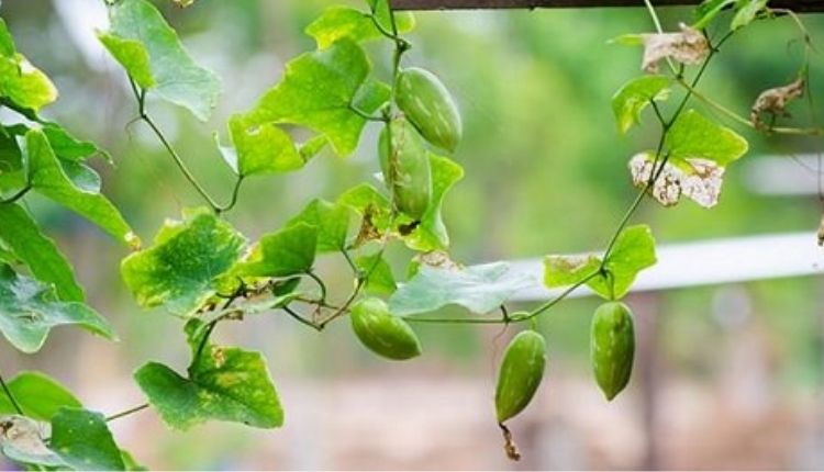 कुंदरू की खेती (Ivy Gourd)