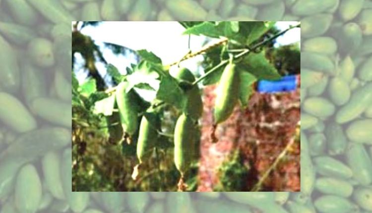 कुंदरू की खेती (Ivy Gourd)