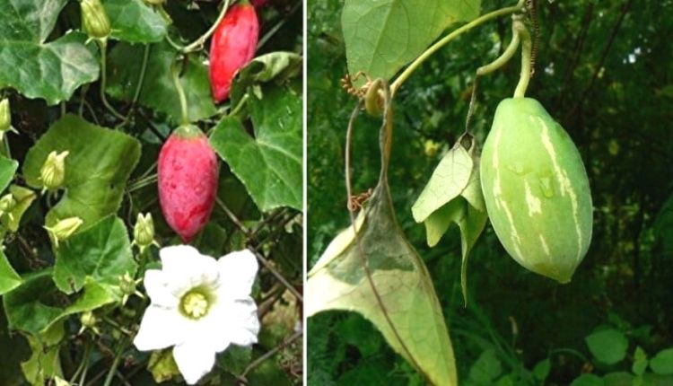 कुंदरू की खेती (Ivy Gourd)