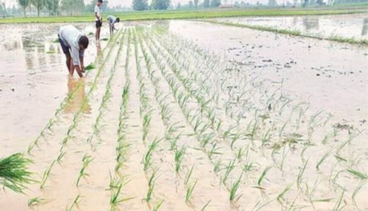 seed drill machine सीड ड्रिल मशीन