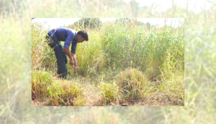 रोशा घास (Palmarosa farming): बंजर और कम उपयोगी ज़मीन पर रोशा घास की खेती से पाएँ शानदार कमाई