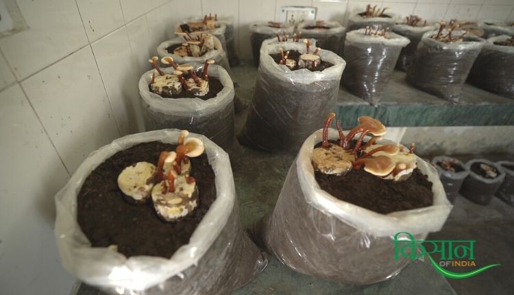 ganoderma mushroom गैनोडर्मा मशरूम